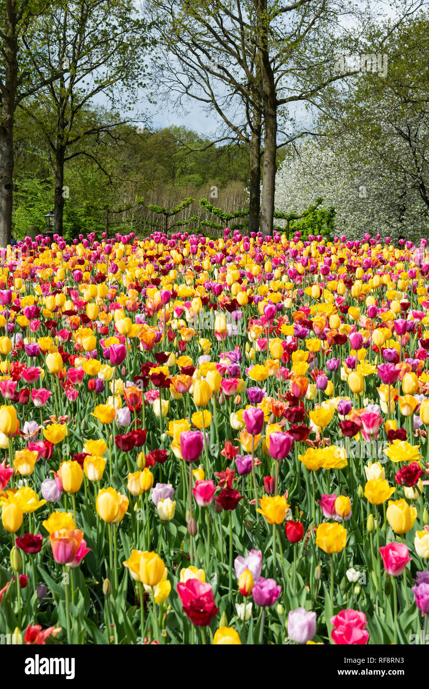 Spectacular display of spring flowering bulbs at the world's largest