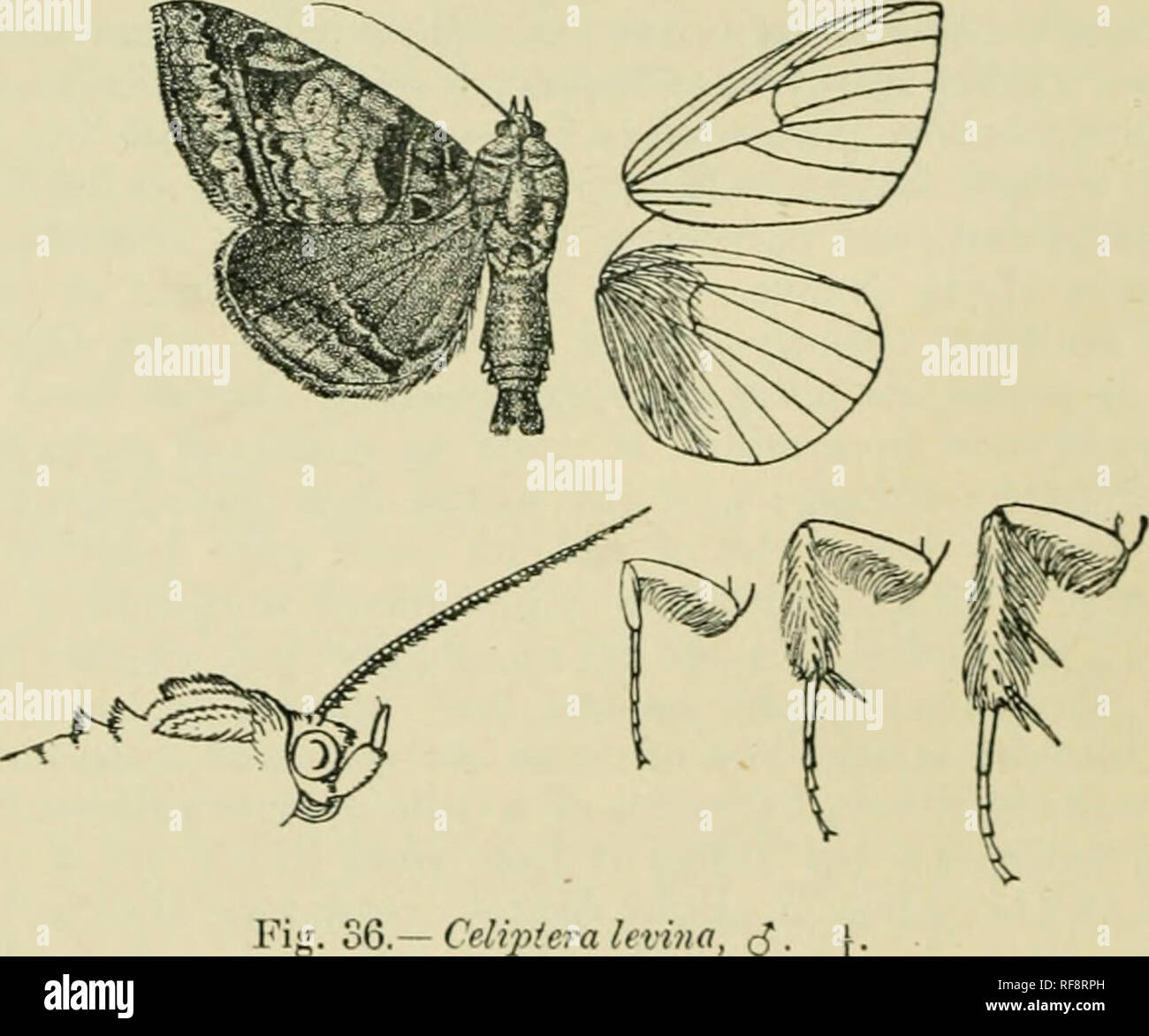 . Catalogue of Lepidoptera Phalaenae in the British Museum. Moths. 132 NOCTUIDJ'. {Rogers), IS, Godman-Salvin Coll.; Peru, Uruhuasi (Watkins), i 2 â Exp- 60-70 millim. The species is named parallelipipeda on Guen^e's plate in error and the localit&gt;&quot; is given as Centr. India. 7913. Celiptera levina. Phaltena levina, Stoll, Cram. Pap. Exot. iv. p. 108, pi. 346, f. D (1781); Stoll, Cram. Pap. Exct. v. p. 160, pi. 30. f. 2 ; Diuce, Biol. Centr.-Am., Het. i. p. 387. Mochaitrinia, Geyer, Zutr. ex. Scliuiett. 4. p. SO. ff. 729, 730 (1832). Mods ahiiia, Giien. Noct. iii. p. 310 (1852). Mocis p Stock Photo