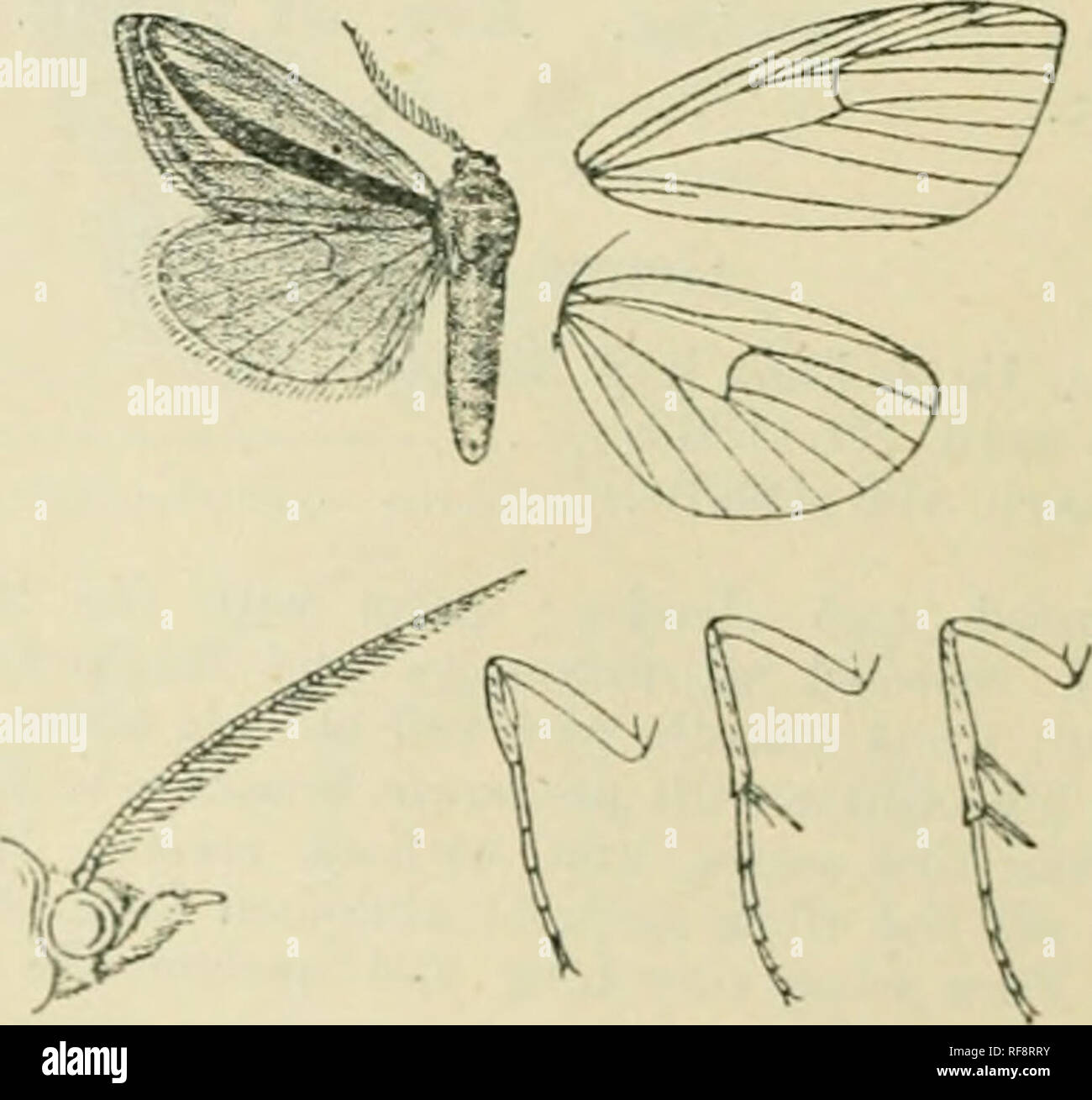 . Catalogue of Lepidoptera Phalaenae in the British Museum. Moths. lit xoctuid.t:. A. Fore wing wil.li silverj white streaks below 8ubcoslal iierviire aiul vein 7 to the postmedial line insidaria. B. Fore wing without silvery white streak below subcostal nervure and vein 7. a. Fore wing wiih the brown fascia below the cell well defined, the postmedial line strong and extending to vein 2 bistrialis. b. Fore wing with rather diffused brown shade below the cell, the postmedial line fine and ending at vein 3 spadaria. 7889. Doryodes insularia. (Plate CCXXIV. fig. 10.j Doryodes i)imlar'ui, ITnipsn. Stock Photo