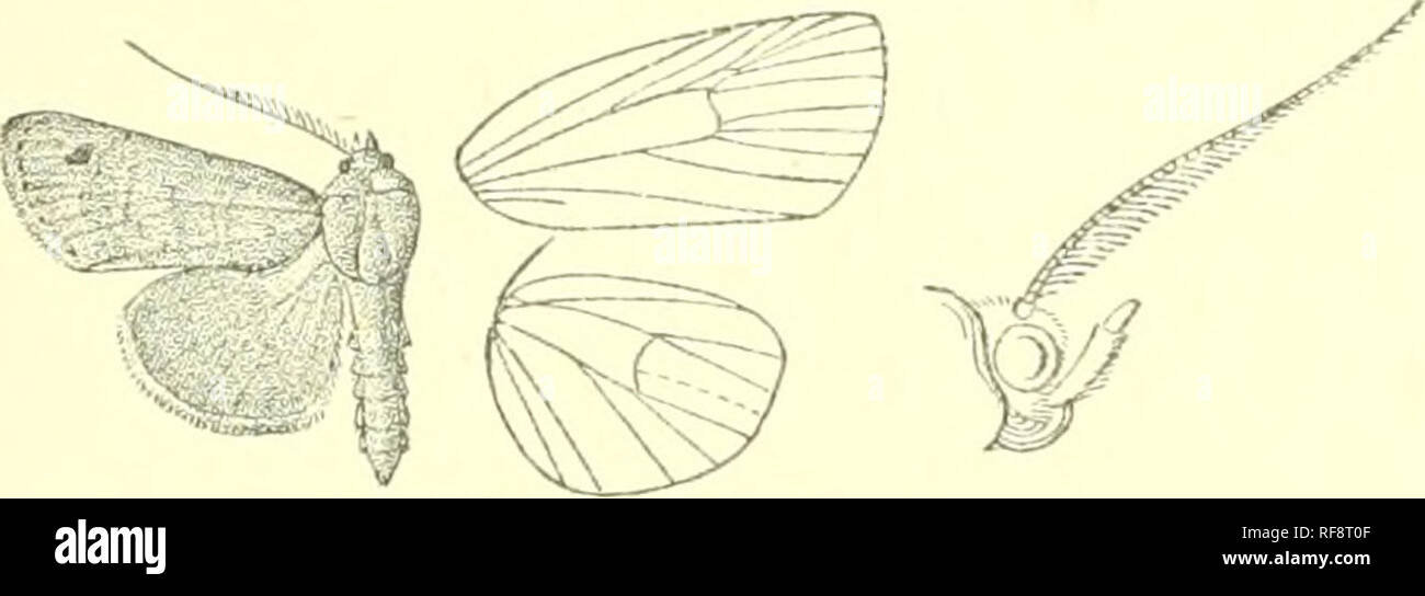 . Catalogue of Lepidoptera Phalaenae in the British Museum. Moths. •RI.TDNA. 150 head, slender, the 3rd long; frons smooth ; eyes large, round; antenna; of iiialt^ typically ciliated ; thorax clothed almost entirely with scales and without crests; tibine fringed with long hair; abdomen smoothly scaled and witiiout crests. Fore wing with the apex rounded, the termen evenly curved and hardly crenulate; veins 3 and 5 from near angle of cell; 6 from upper angle ; {) from 10 anastomosing with 8 to form the areole; 11 from cell. Hind wing with veins 3, 4 from angle of cell ; 5 obsolescent from just  Stock Photo