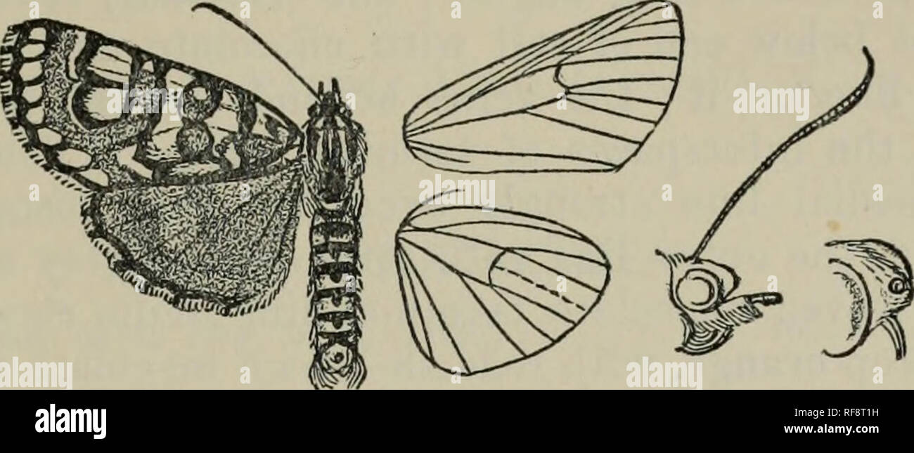. Catalogue of the Lepidoptera Phalænæ in the British Museum. British Museum (Natural History). Dept. of Zoology; Moths; Lepidoptera. PAIS. METAGARISTA. 591 coxe in front, the tibiae, and rings on tarsi ochreous ; abdomen orange, with black bands and dorsal spots, the ventral surface black with pale bands. Eore wing ochreous, often more or less irrorated with black ; the costa and inner margin black; two oblique black subbasal lines, the outer ending in a black-edged deep red spot below the cell; an antemedial black line incurved in cell, strongly excurved below it; a black-edged deep red figu Stock Photo