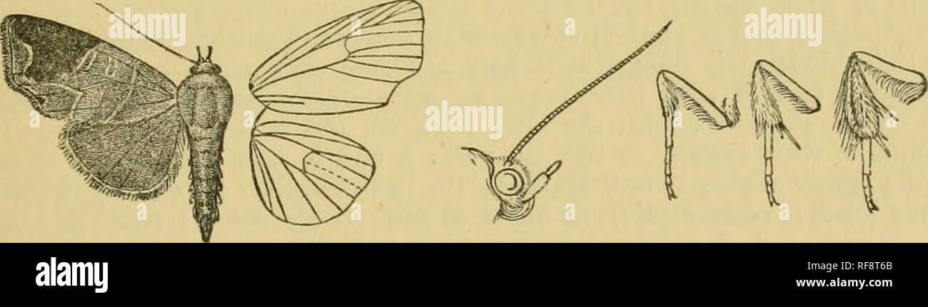 . Catalogue of the Lepidoptera Phalænæ in the British museum. Moths. CLOSTEKOMOEPH.' 177 5 . Hind wing wliolh' oclireous. Hah. Bombay, Kanara ( Ward), 1 5 , Ivarwar {Bell), 1 5 ; Ceylon, Ivandy (3Iackwood), 1 S ; Burma, Moulmeiu (Clerk), 1 5 type. Kvp. 34-40 millim. Genus CLOSTEROMORPHA. Closteromorpha, Feld. Reis. Nov. p. 3 (1874), non descr. Type. reniplaga. Proboscis fully developed ; palpi upturned, slenderly scaled, the 2nd joint reaching vertex of head, the 3rd long ; frons smooth ; eyes large, round ; antennae of male almost simple ; thorax clothed almost entirely with scales and withou Stock Photo