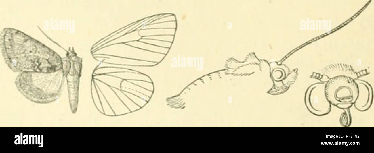 . Catalogue of Lepidoptera Phalaenae in the British Museum. Moths. 56 NOCTCID^. ?4358. Pyrrhia stilla. Pyrrhia stilla, Grote, N. Am. Ent, i. p. 45 (1879); Smith, C;it. Noct. N. Am. p. lilC). Head, thorax, and abdomen orange-red. Fore wing orange-red, the basal area bright orange -vrithout markings; stigmata obsolete ; medial shade dark, strong, difiused on outer side, acutely angled outwards on median nervure; postmedial line dark, obsolete at costa, slightly incurved below vein 4 and excurved at vein 1; sub- terminal line indistinct; cilia bright red. Hind wing pale yellow, blackish at base;  Stock Photo