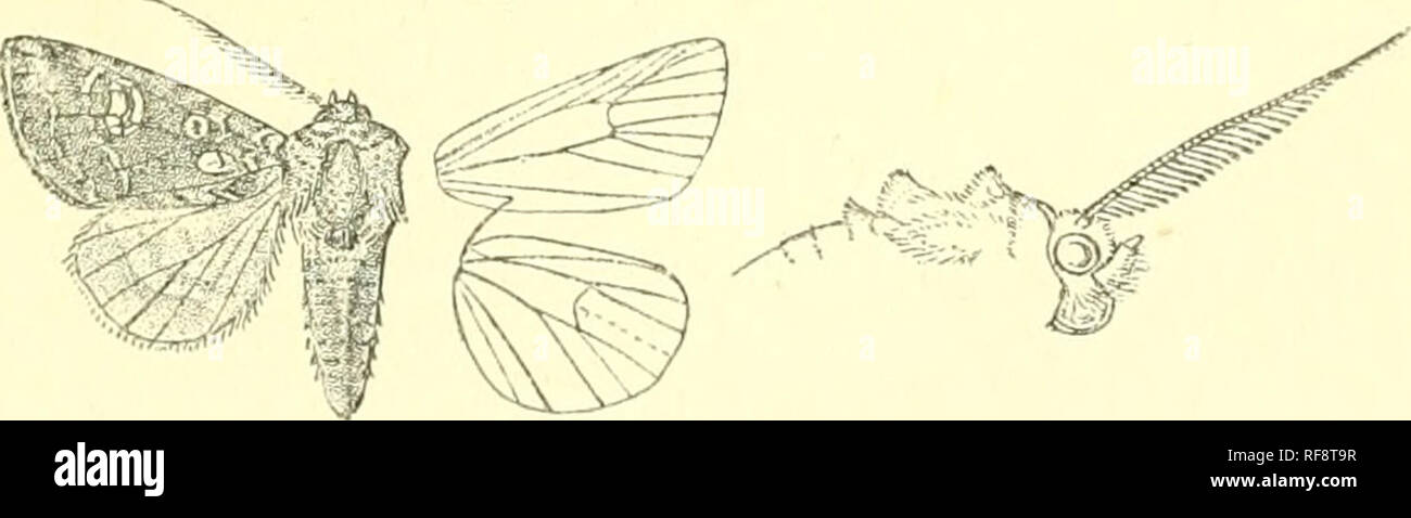. Catalogue of Lepidoptera Phalaenae in the British Museum. Moths. IIYDKdX'lA. Genus HYDRffiCIA. Gorfyna, Ochs. Schniett. Eur. iv. p. 82 (181(i), non descr.; Type. Hiibn. Verz. p. 232 (1827), nee Treit. 1825 micacea. Hydraecia, Dup. Cat. MeLh. p. 114(1844) micacea. Proboscis fully developed ; palpi upturned, the 2Tid joint reaciiiiig about to middle of frons and fringed with long hair in front, the 3rd short ; frons smooth ; eyes large, round ; antenna? of male typically minutely serrate ; thorax clothed with hair and hair-like scales, the tegula; produced to a sliglit dorsal ridge, the protho Stock Photo