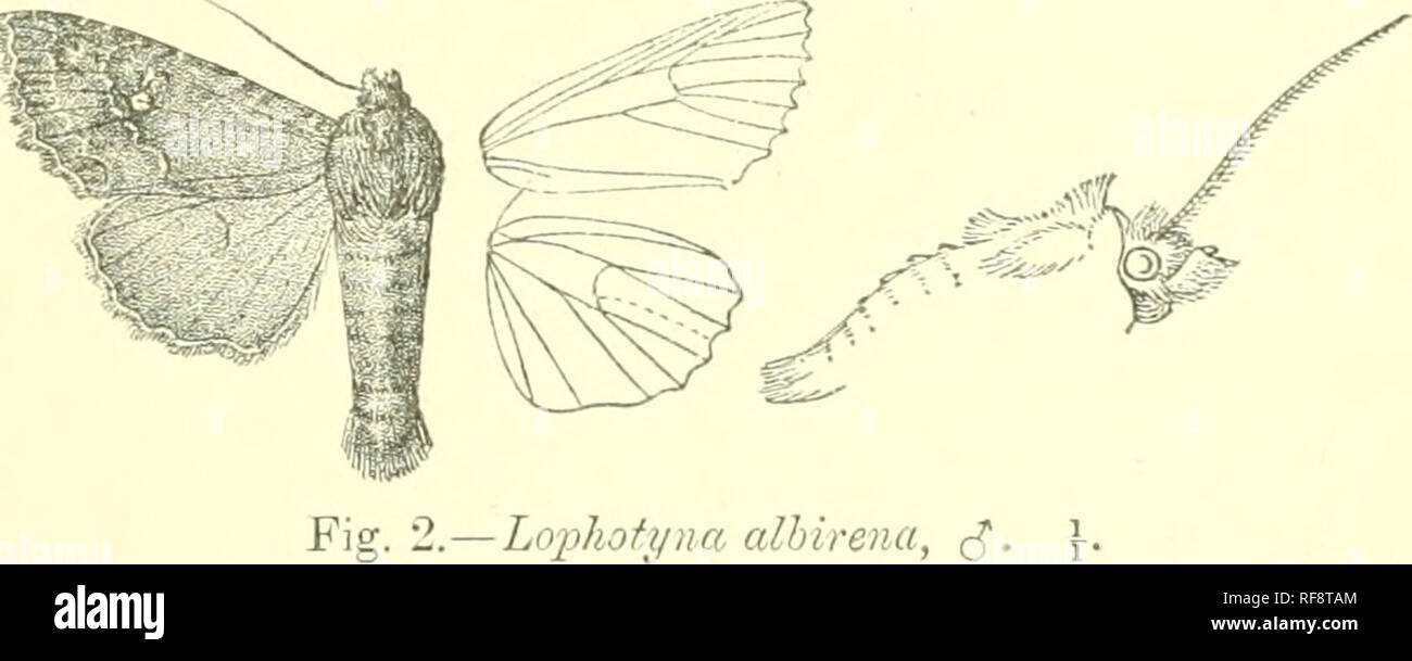 . Catalogue of Lepidoptera Phalaenae in the British Museum. Moths. I,01*U(n'YNA. iy Oeiins LOPHOTYNA, nov. Type, L. albirena. Proboscis fully developed ; palpi oblique, friuged with long haii* in front, the 3rd joint short, porrect; tVons smooth, with large ruft of hair; vertex of head crested ; eyes large , round ; antennae of male ciliated; head and thorax clothed almost entirely with scales, the tegulce produced to a slight dorsal ridge, the prothoras witli high triangular crest, the metathorax wiih spreading crest; tibia? moderately fringed with hair ; abdomen with dorsal crests on busal s Stock Photo