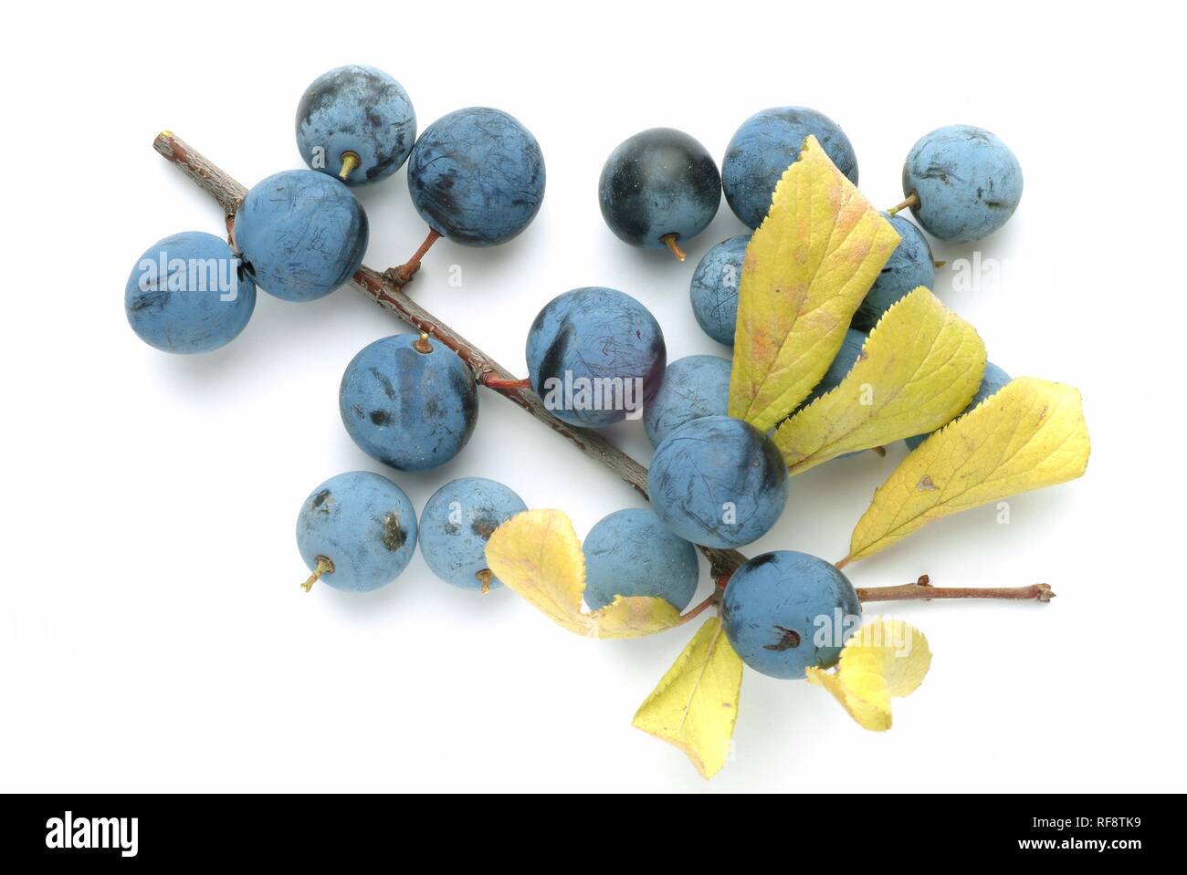 Produce, Blackthorns or Sloes (Prunus spinosa) Stock Photo