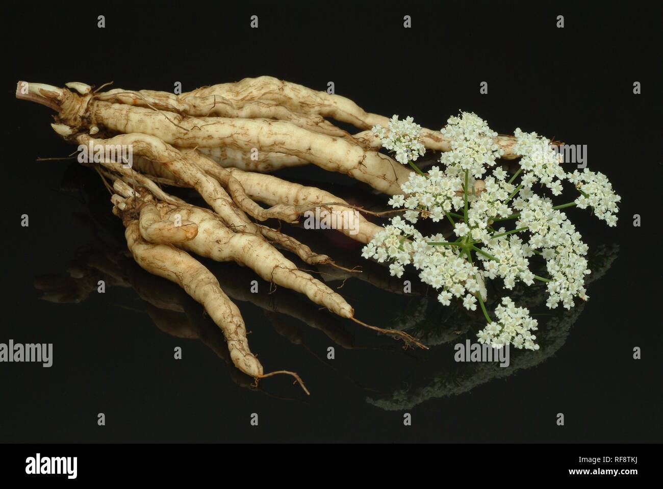 Produce, Skirret (Sium sisarum), fresh roots, blooms Stock Photo