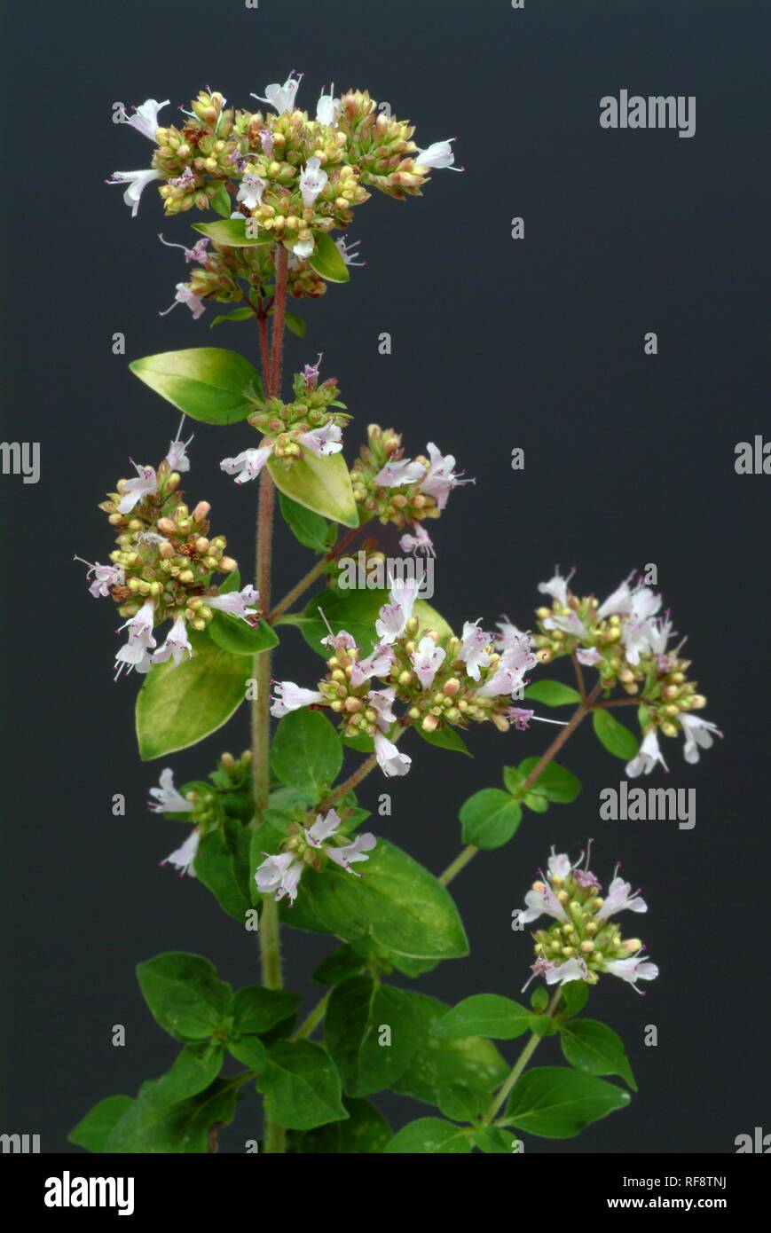 Oregano or Pot Marjoram (Origanum vulgare Stock Photo Alamy