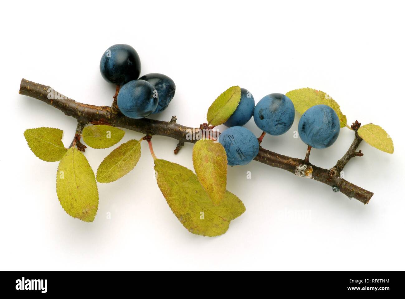 Blackthorn or Sloe (Prunus spinosa) berries Stock Photo