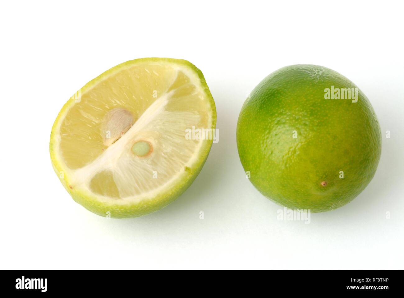 Limequats (Citrus × Fortunella), crossbreed of Key Lime (Citrus aurantiifolia) and Kumquat (Fortunella japonica) Stock Photo