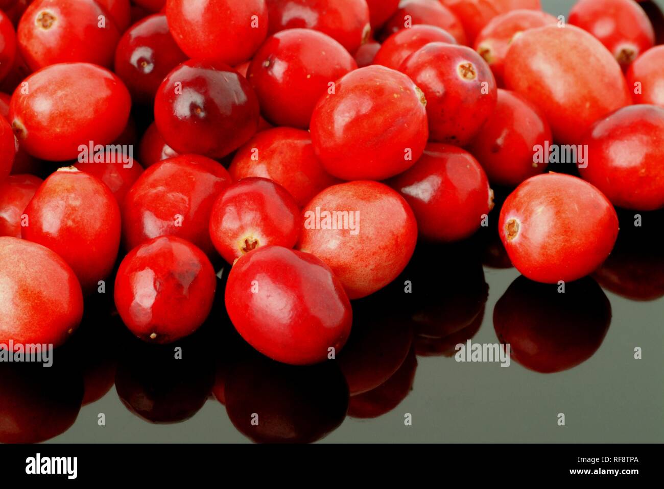American Cranberries or Bearberries (Vaccinium macrocarpon) Stock Photo