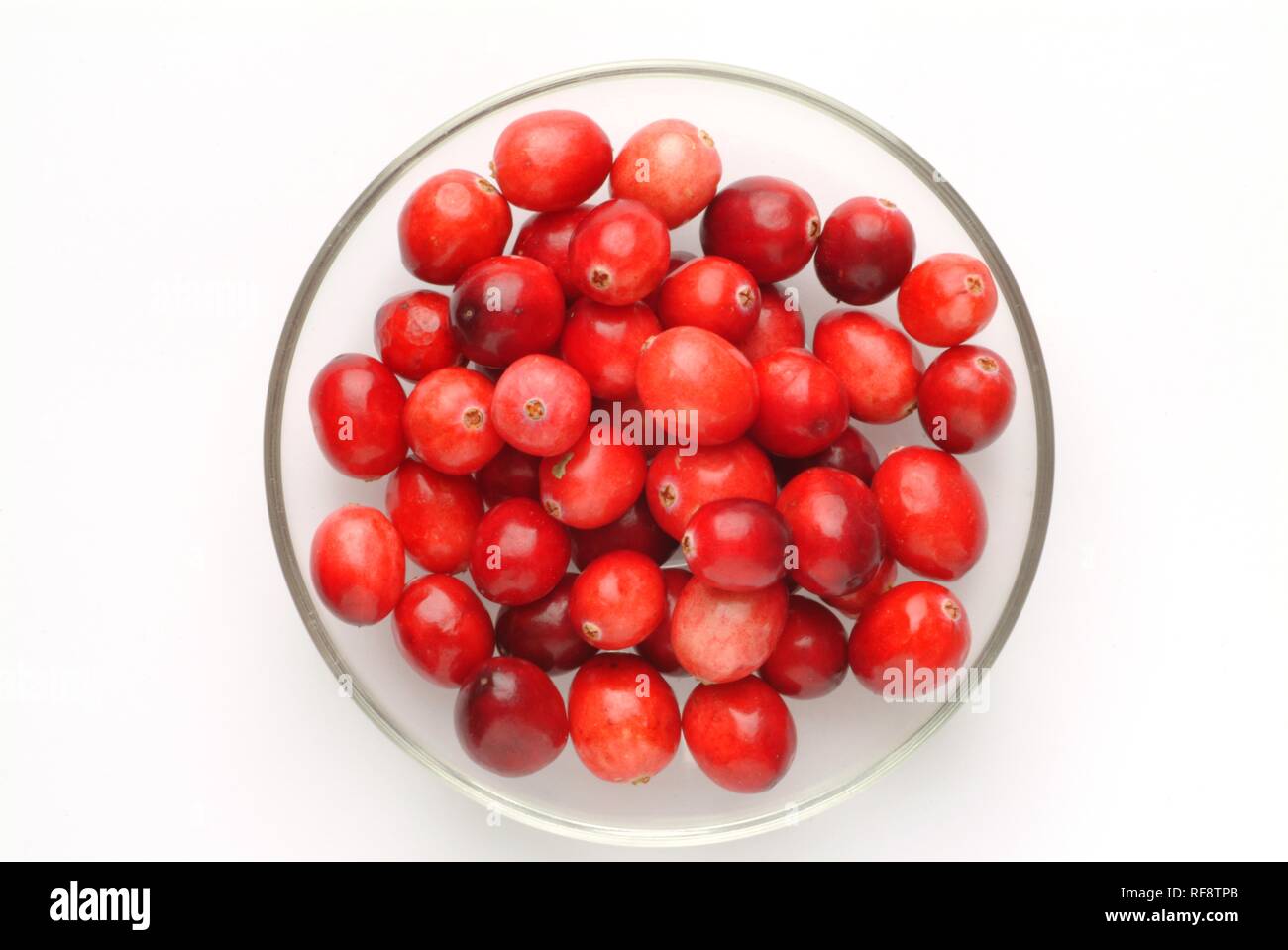Cranberries (Vaccinium macrocarpon) Stock Photo