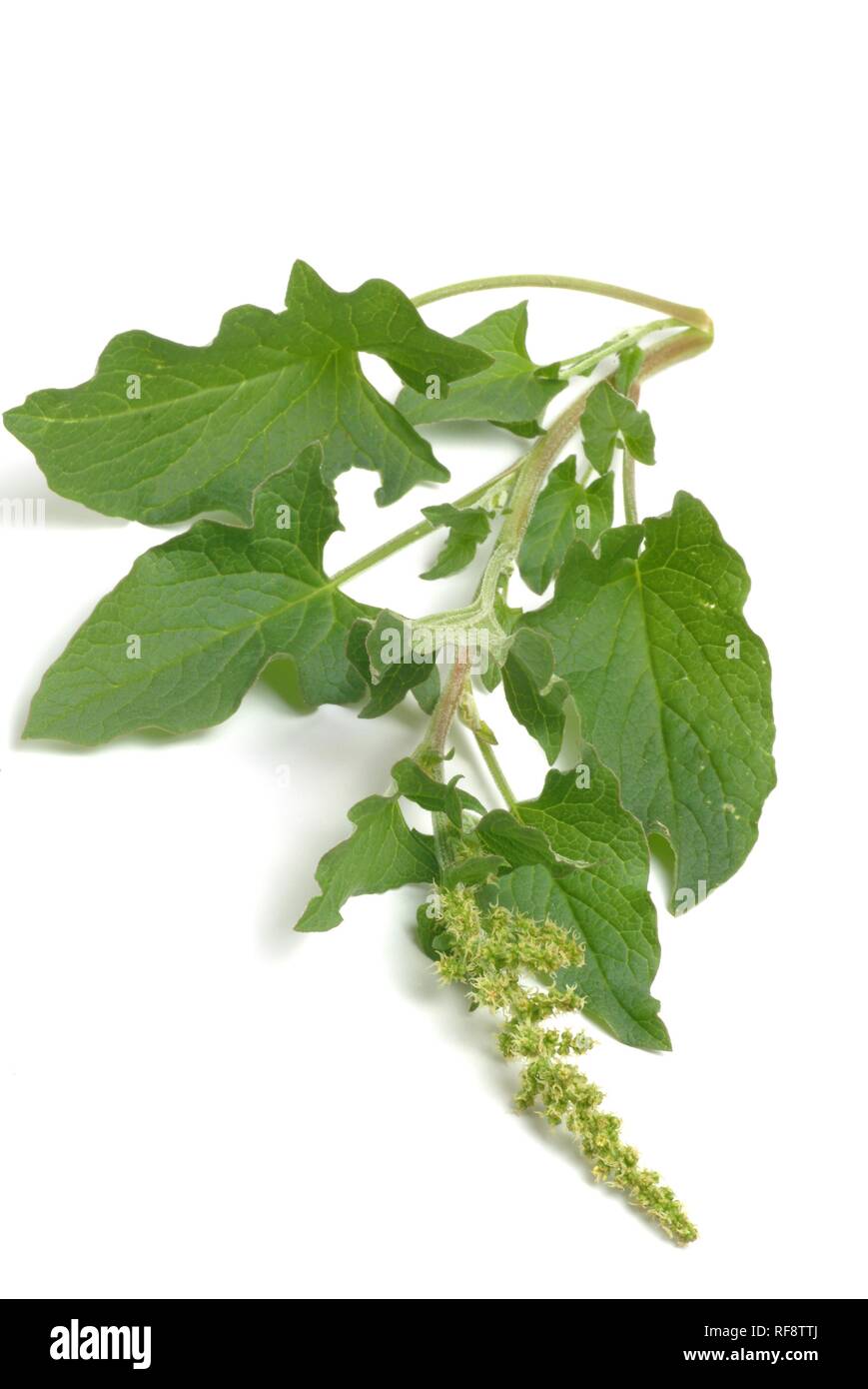 Good King Henry or Poor Man's Asparagus or Lincolnshire Spinach (Chenopodium bonus-henricus) Stock Photo