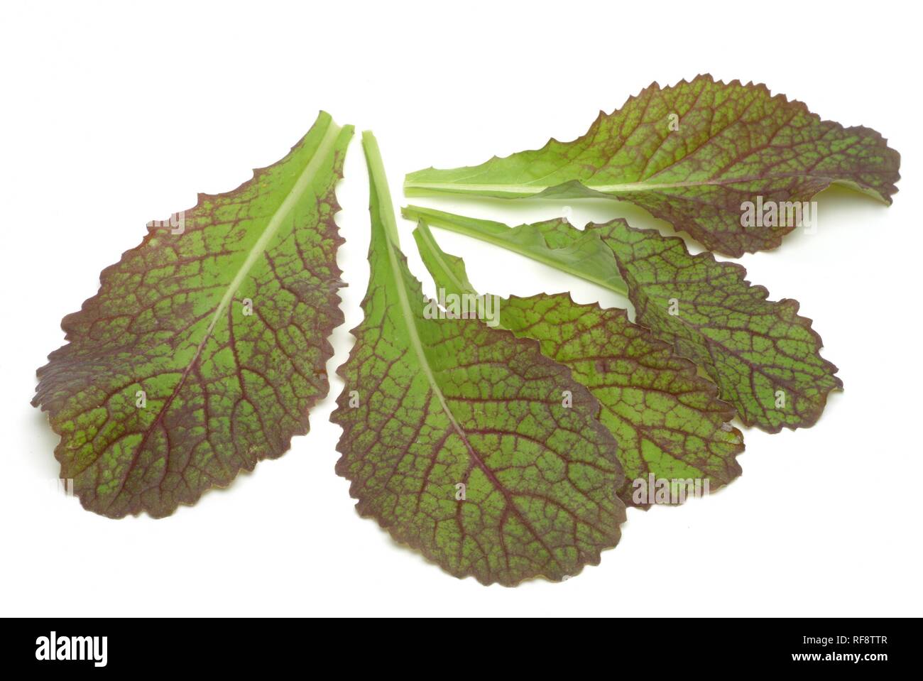 Mustard Greens or Indian Mustard or Leaf Mustard (Brassica juncea Stock
