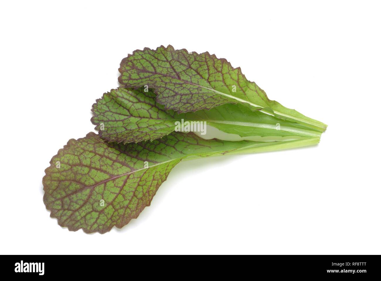 Mustard Greens or Indian Mustard or Leaf Mustard (Brassica juncea Stock