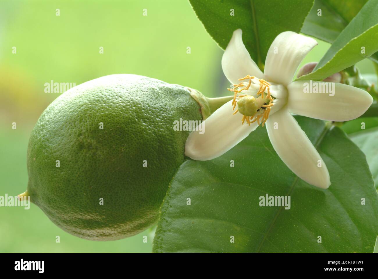 Lemon (Citrus × limon) blossom, unripe lemon Stock Photo