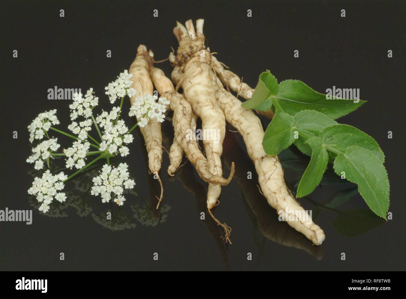 Skirret (Sium sisarum), roots, leaves and blossoms Stock Photo