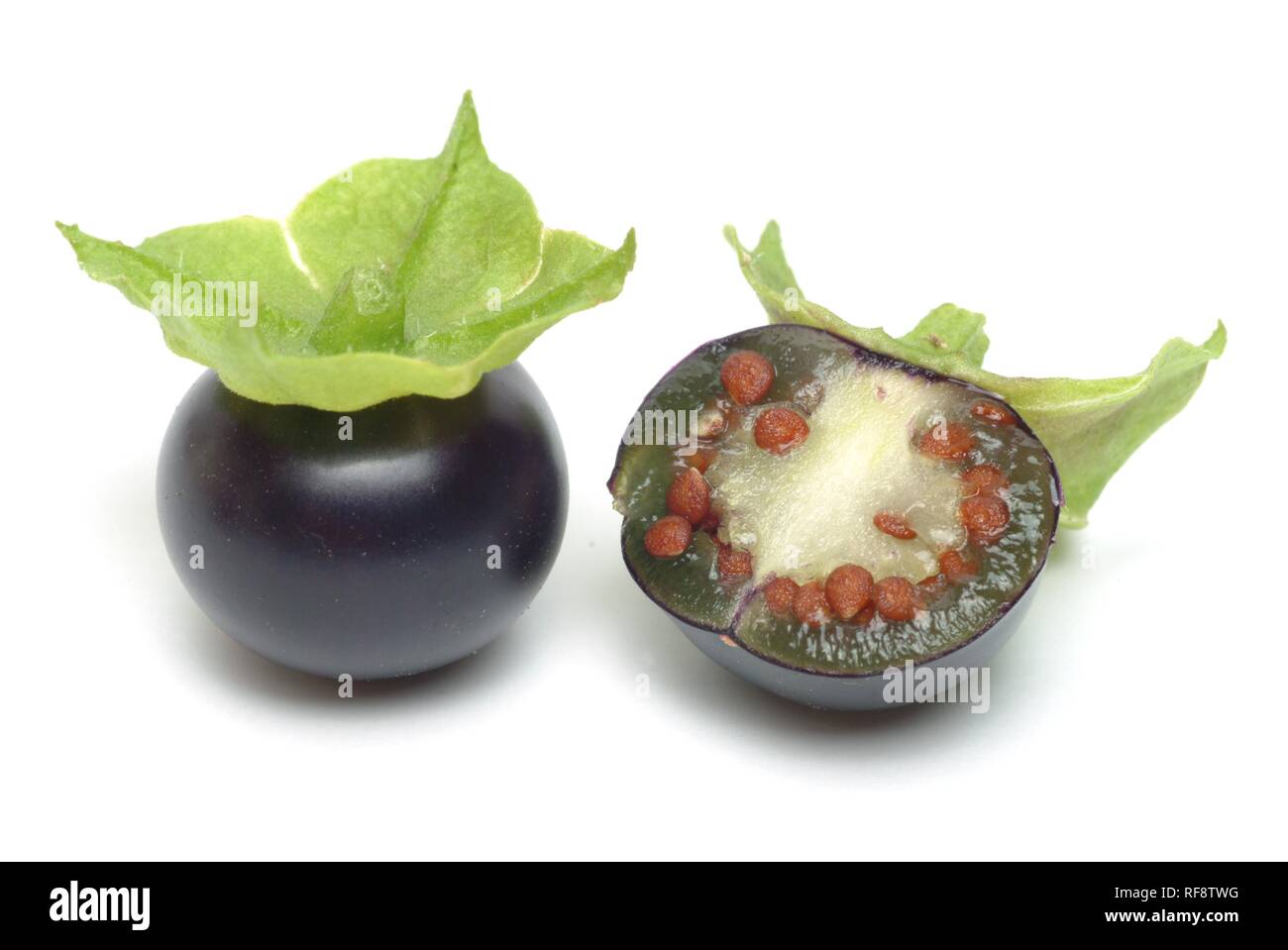 Creeping False Holly or Jaltomato (Jaltomata procumbens), black cherry-sized tomato variety Stock Photo