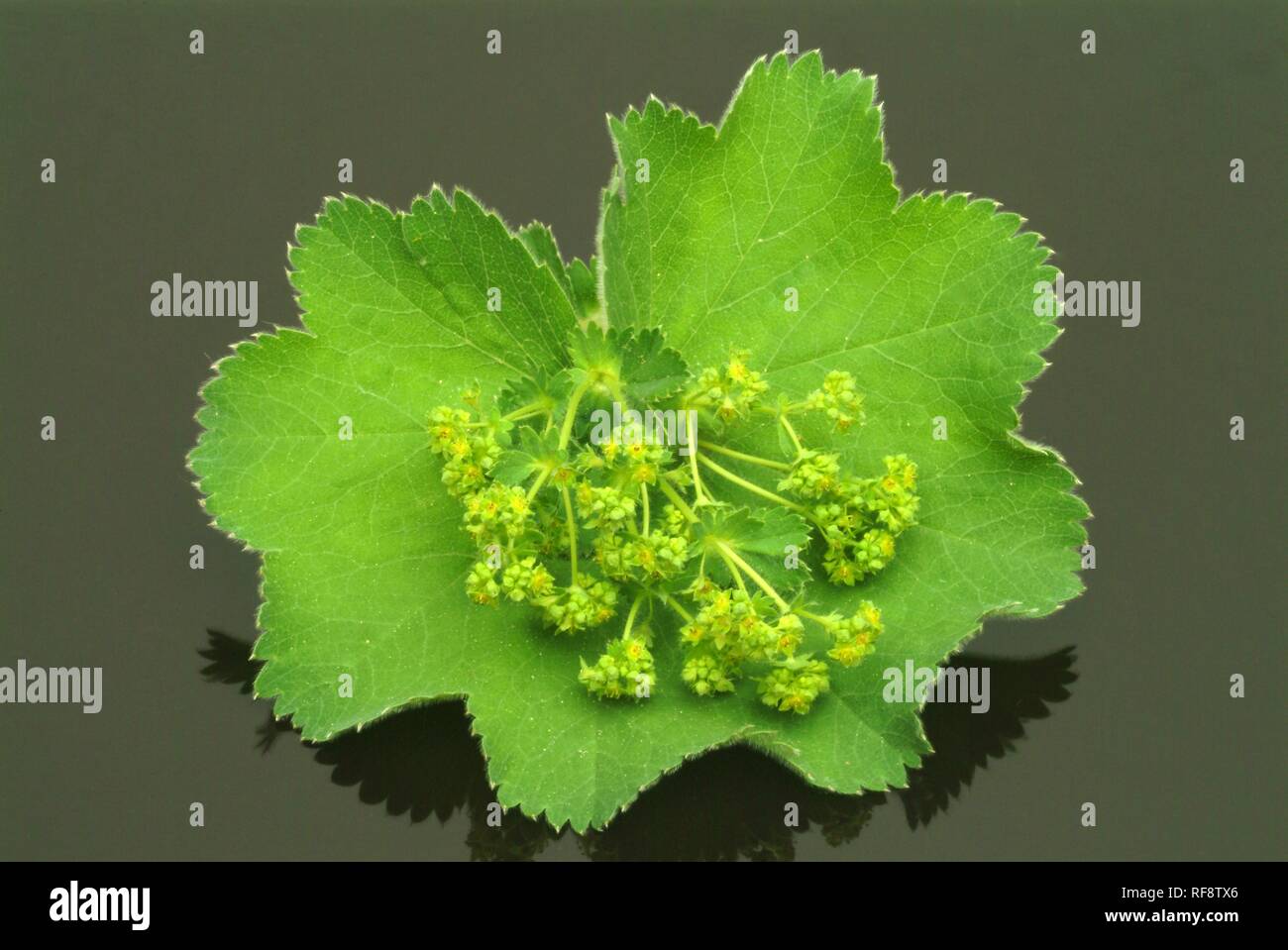 Lady's Mantle (Alchemilla vulgaris) Stock Photo