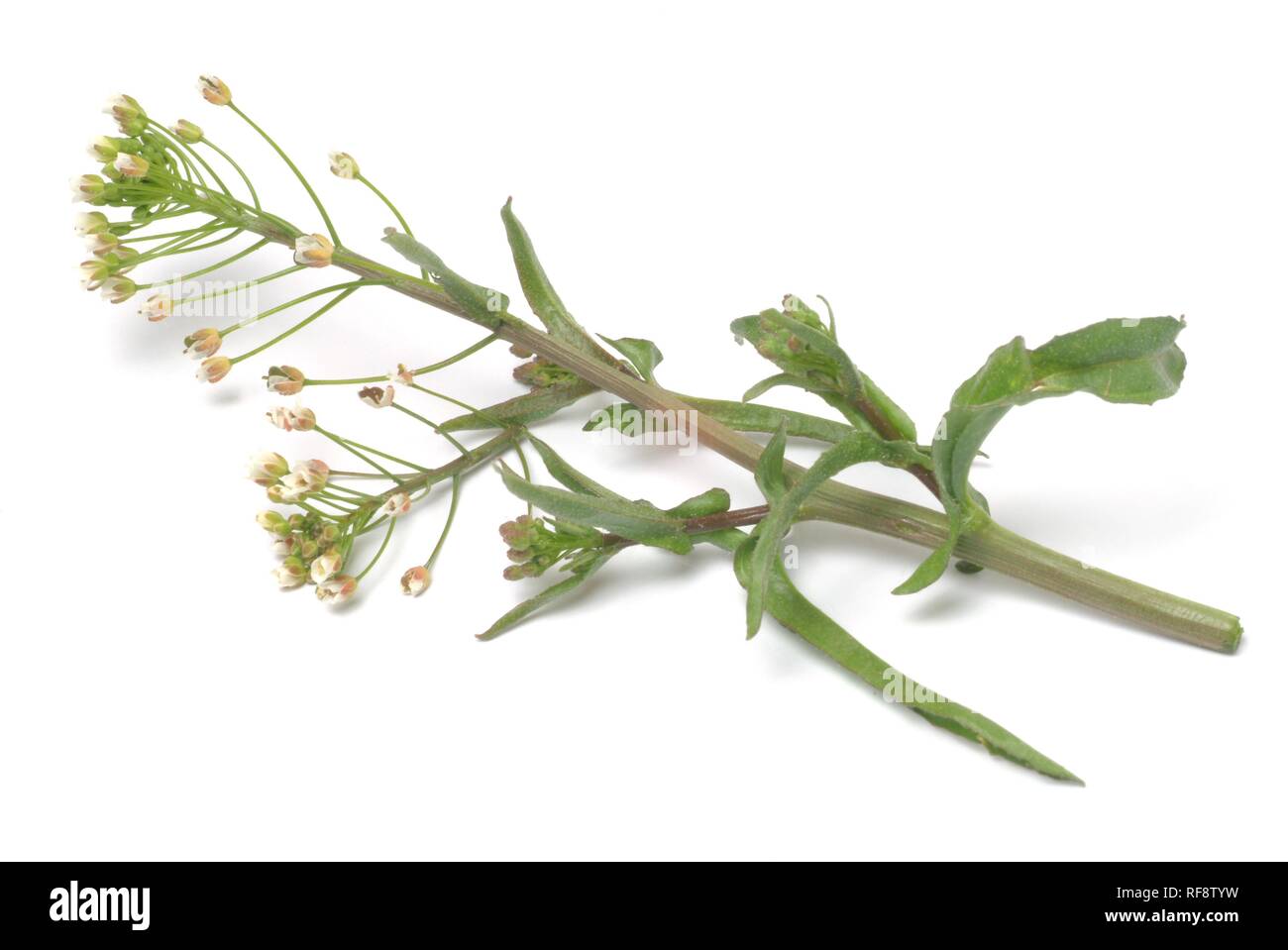 Shepherd's Purse (Capsella bursa-pastoris), medicinal plant Stock Photo