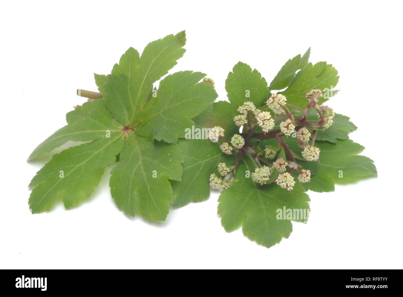 Sanicle (Sanicula europaea), medicinal plant Stock Photo