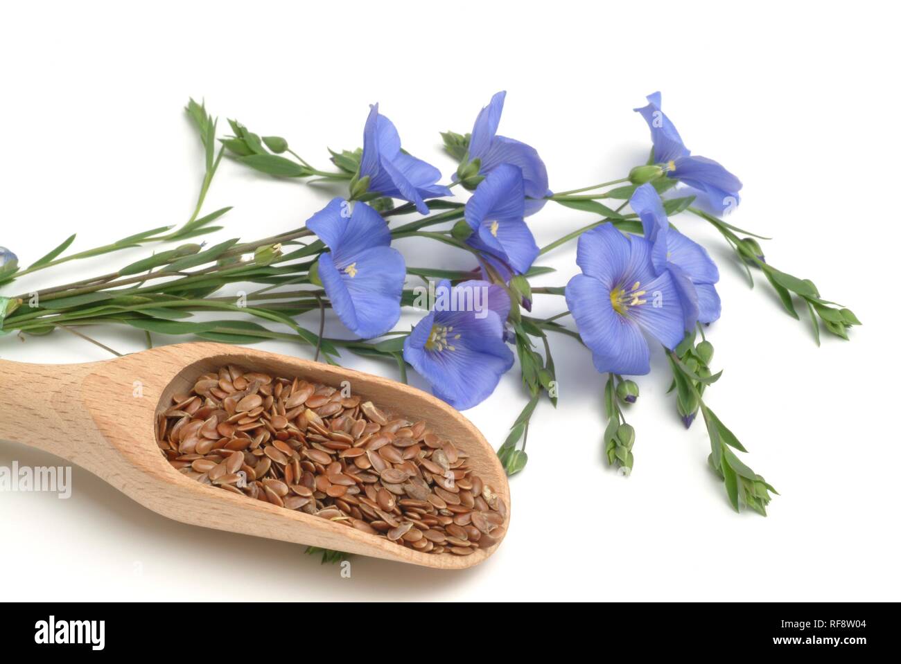 Flax or Linseed (Linum usitatissimum), medicinal plant Stock Photo