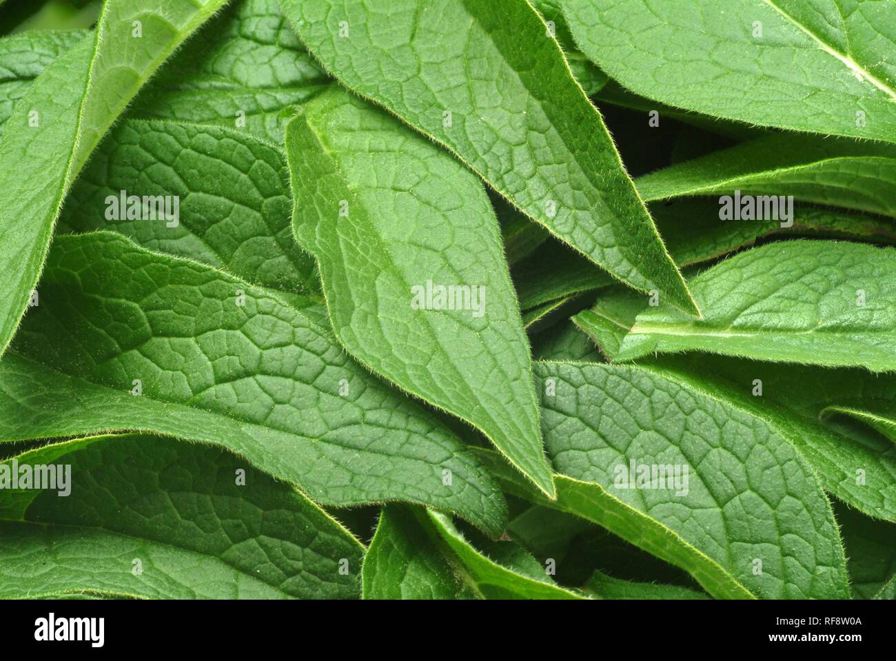 Common Comfrey (Symphytum officinale), medicinal plant Stock Photo