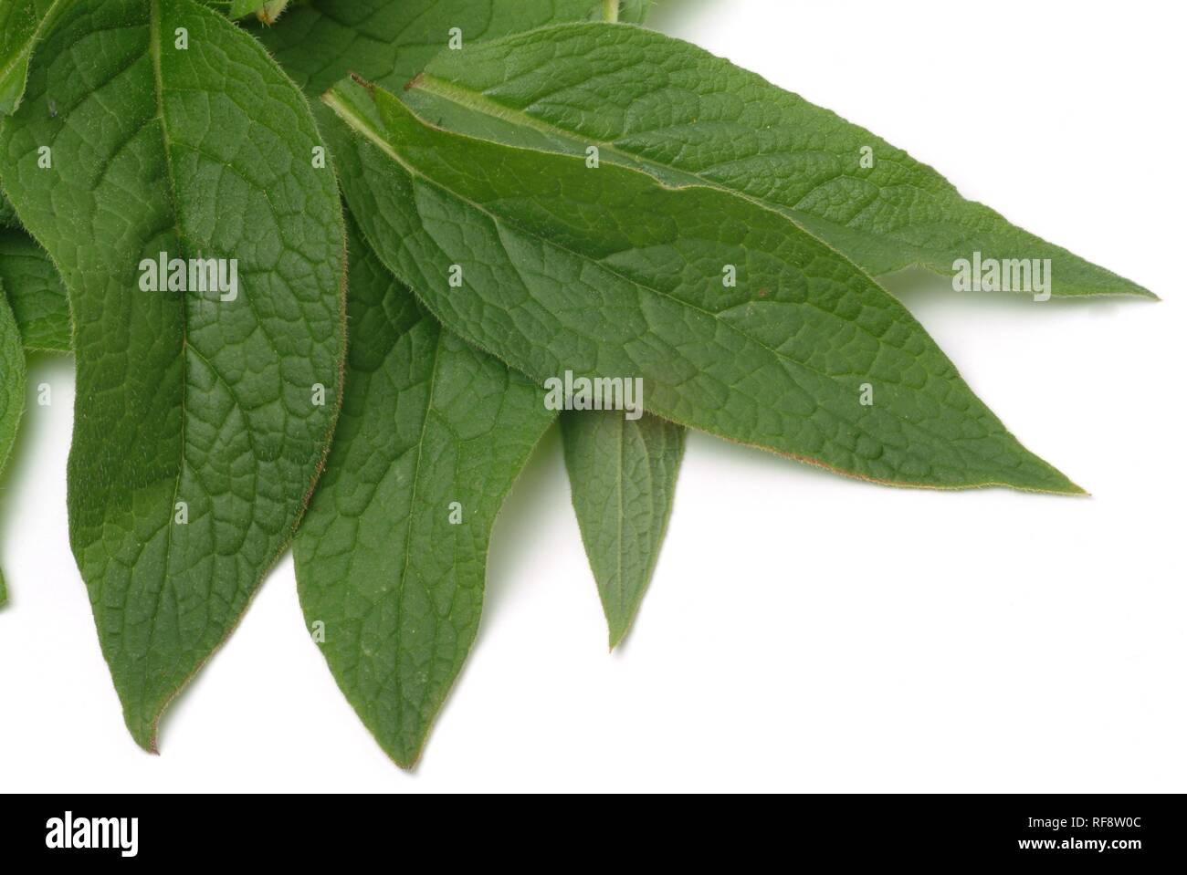 Common Comfrey (Symphytum officinale), medicinal plant Stock Photo