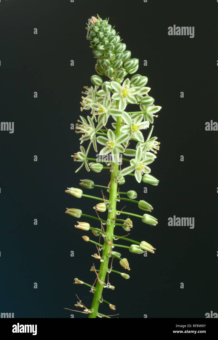 Red - or Sea Squill, Sea Onion (Scilla maritima or Urginea maritima), medicinal plant Stock Photo