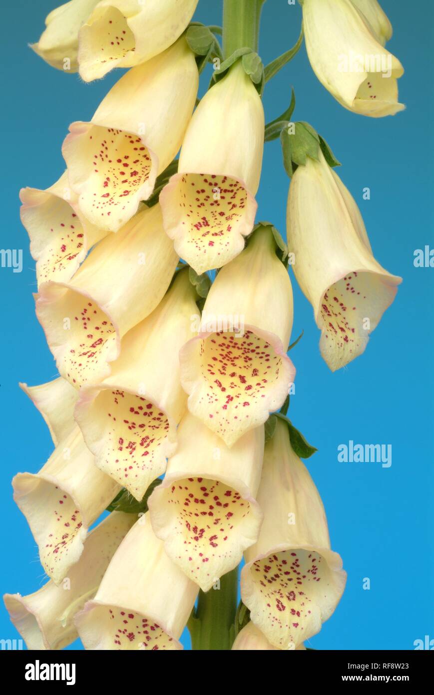 Yellow Foxglove (Digitalis grandiflora Stock Photo Alamy