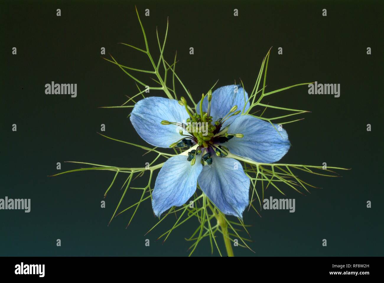 Fennel Flower, Black Caraway or Roman Coriander (Nigella sativa Stock Photo Alamy