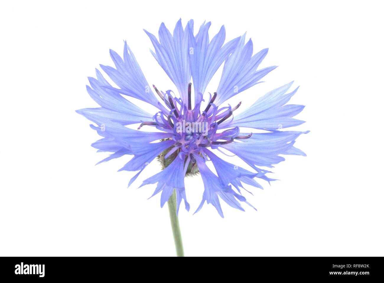 Cornflower or Bluebottle (Centaurea cyanus) Stock Photo