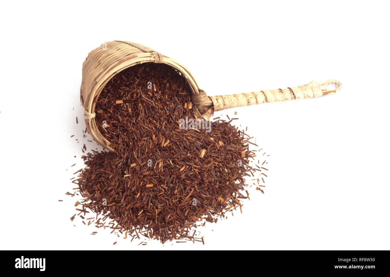 Rooibos tea (Aspalathus linearis), medicinal plant, tea Stock Photo