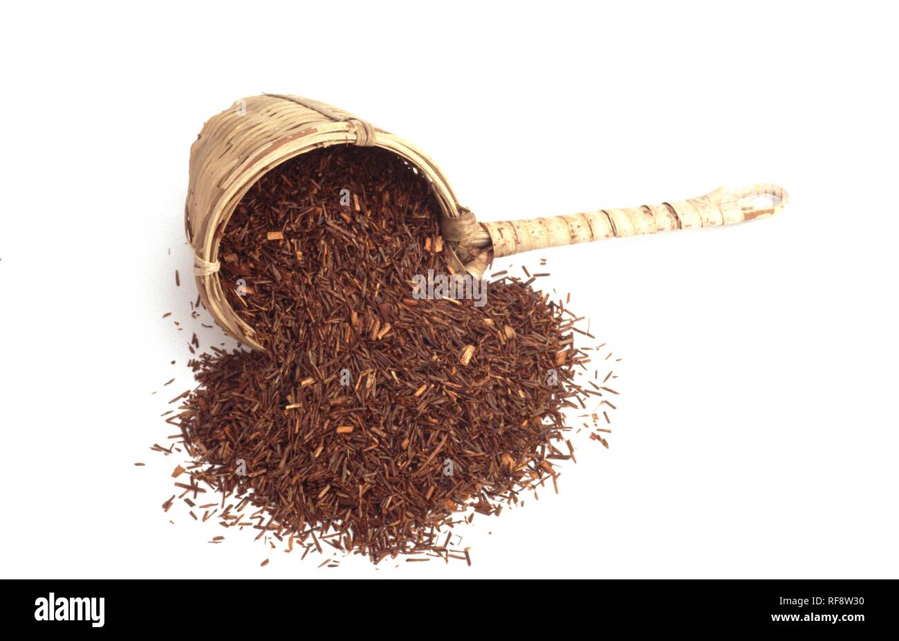 Rooibos tea (Aspalathus linearis), medicinal plant, tea Stock Photo Alamy