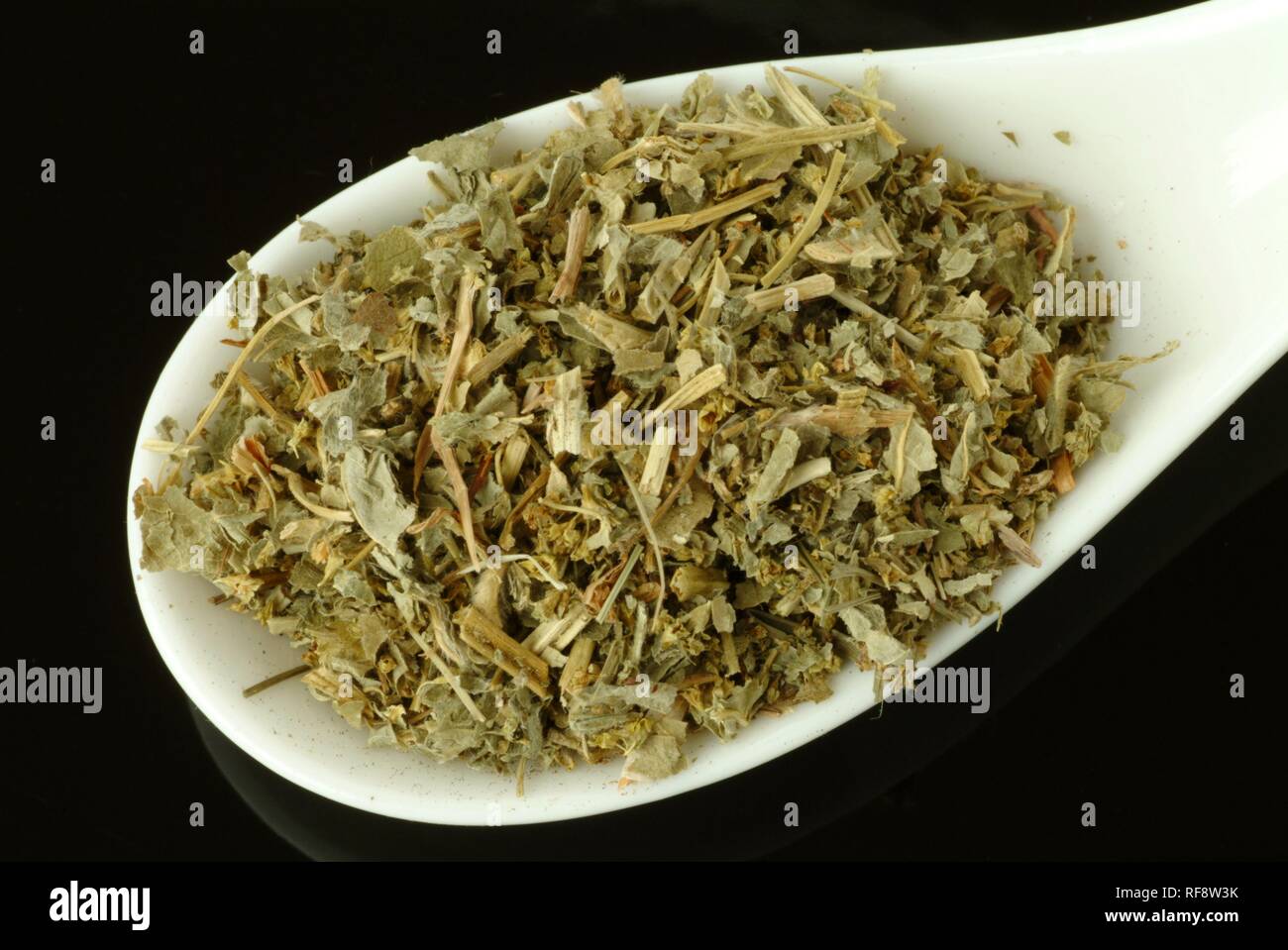 Lady's Mantle (Alchemilla alpina), dried herb, medicinal plant, tea Stock Photo