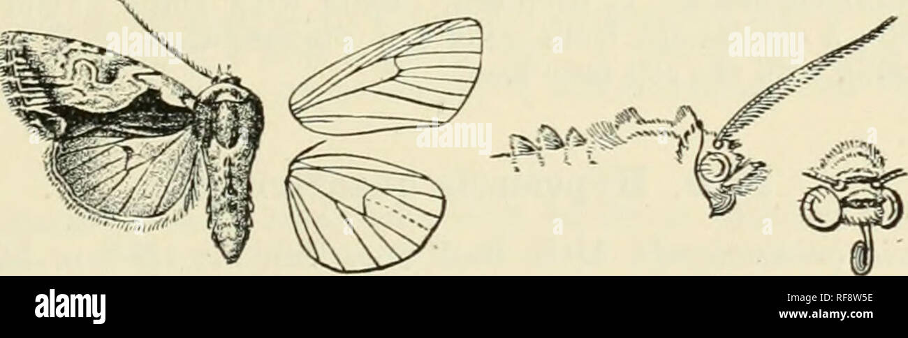 . Catalogue of Lepidoptera Phalaenae in the British Museum. Moths. LOPHOTEEGES.— CALLTEKGES. 93 through them; the underside whitish irrorated with pale and dark brown, a black discoidal lunule and postmedial series of short streaks on the veins. Hah. Tibet, Kuku-noor, type t J , $ in Coll. Piingeler. Exp.2&gt;Q- 40 millim. Genus CALLIERGES. lype. Callicrges, Hiibn. Verz. p. 244 (1827) ramosa. Lifhocuiupa, Guen. Noct. ii. p. 108 (1852) ramosa. Proboscis fully developed; palpi ujjturned, the 2nd joint fringed with long hair in front, the 3rd porrect; frons smooth, with ridges of hair at middle a Stock Photo