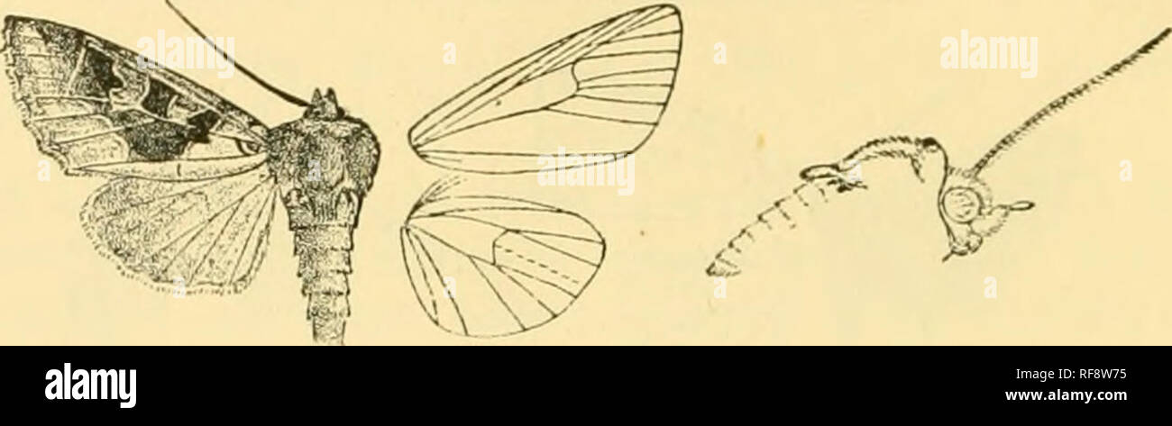 . Catalogue of the Lepidoptera Phalænæ in the British museum. Moths. 434 xocTuiDi. and reniform large, whitish, the former concave towards base, open above and below and tinged with brown above, the latter with its centre tinged with rufous, constricted at middle ; post- medial line indistinctly double, bent outwards below costa, slightly incurved to vein 4, then strongly incurved and sinuous; sub- terminal line almost obsolete, waved, pale, with a series of brown. Fig. 116.— Clavipaljnda aitraricB, $. . points on it and defined by brown on inner side at costa ; a terminal series of slight da Stock Photo