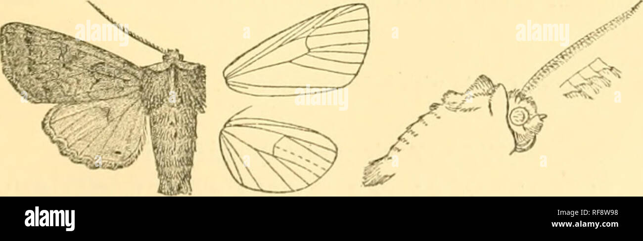 . Catalogue of the Lepidoptera Phalænæ in the British museum. Moths. Pl-.RIGRAPHA, 407 ?1730. Perigrapha pectinata. (Plate LXXXIX. fig. 32.) T(Bmoca7)ipa pectinafa, Smih,'Pr. U.S. Nat. Miis. x. p. 475(1887); id. Cat. Noct. A'. Am. p. 204. (5. Head and thorax ochreous-grey and brown ; abdomen rufous irrorated with black, the ventral surface pale. Fore wing brownish grey irrorated with black; subbasal and antemedial lines, claviform and orbicular obsolete ; an indistinct medial line oblique from costa to lower angle of cell, then sinuous ; reniform represented by a curved reddish-oehreous disco Stock Photo