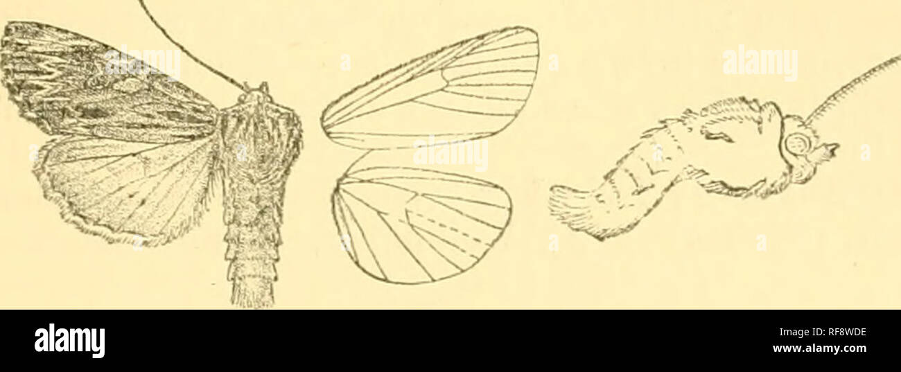 . Catalogue of the Lepidoptera Phalænæ in the British museum. Moths. MOURTSONTA. 383 represented by double black strite from eosta ; the anteraedial line with a dark striga from costa, then indistinct and strongly angled outwards above vein 1 and inner margin ; claviform incompletely defined by black ; orbicular and reniform with obscure ochreous aunuli incompletely defined by black, the former oblique elliptical; the postraedial line strongly dentate, black defined by ochreous on outer side, strongly bent outwards below costa, excurved to vein 4, then oblique; the subterminal line very obscur Stock Photo