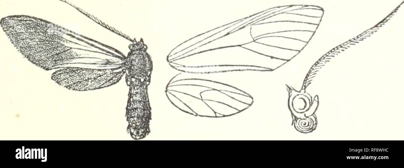 . Catalogue of the Lepidoptera Phalænæ in the British Museum. British Museum (Natural History). Dept. of Zoology; Moths; Lepidoptera. CALONOTOS. 335 737. Calonotos tripunctata. (Plate XII. fig. 7.) Calomtos tripunctata, Druce, A. M. N. H. (7) i. p. 401 (1898). (S. Black-brown; frons with lateral white points; antennae white at tips ; hind coxae with white spots ; abdomen with broad dorsal and subdorsal silvery green stripes except on 1st and terminal segments, fine sublateral stripes, and white ventral stripe. JFore wing with silvery green stripe on subcostal nervure on antemedial area ; an el Stock Photo