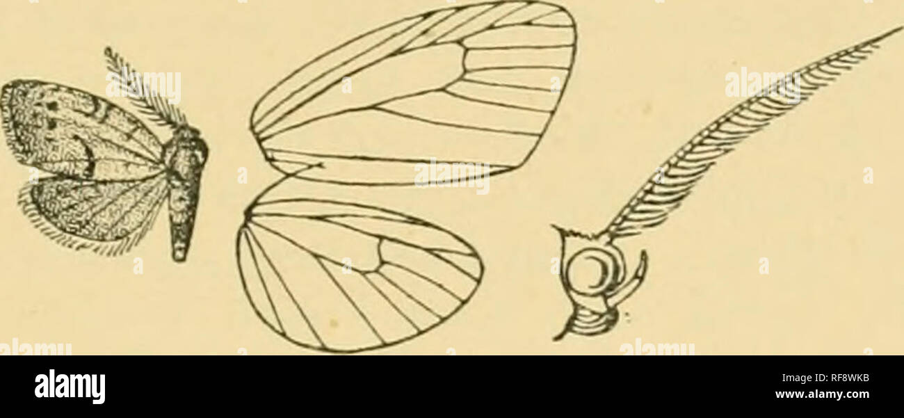 . Catalogue of the Lepidoptera Phalænæ in the British museum. Moths. MAXOP.A. 559 to inner margin ; two prominent black points beyond angles of cell; traces of a curved subterminal series of points ; some brown suffusion on termen. Hind wing and underside tinged with brown.. Fig. 151.—Manoba geminata, c?. '• lid!). Madagascar, Baie D'Antongil (Mocquery*), type f 6 in Coll. Mabille. Exp. 12 millim. *512 b. Manoba terminalis. Manoba terminalis, Eoths. Nov. Zool. xix. p. 231 (1912). Antennae of male with rather long branches, the apical part ciliated; fore wing with veins 10, 11 from a point. Hea Stock Photo