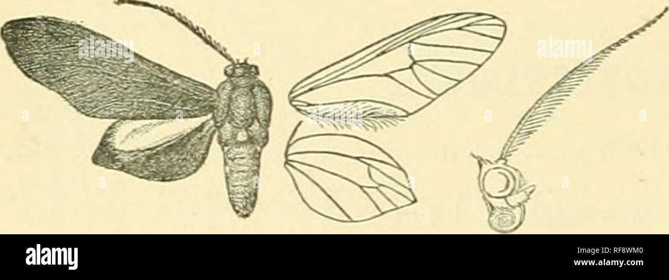 . Catalogue of Lepidoptera Phalaenae in the British Museum. Moths. Fig. 202.—Antirhloris quadricolor, (^. . patch on middle of termiual area ; the cilia crimson except tott'ards tornus. Hah. J.iMAiCA (S)rainson), 5 6 , type. Exp. 36 millira. B. Anteunoe with tbe apical one-fourth sei&quot;i-ate. a. Head, thorax, and fore wing shot with green eriphia. h. Head, thorax, and fore wing shot witli purple scudderi. 887. Antichloris eriphia. Zygwna eriphia, Fabr. Gen. Ins. p. 270 (1770); Kirby, Cat. Het. p. 158. Sjihinx alecton, Stoll, Pap. Exot. iv. pi. 382. D (1782); Xirby, Oat. Het. p. 157. Antich Stock Photo