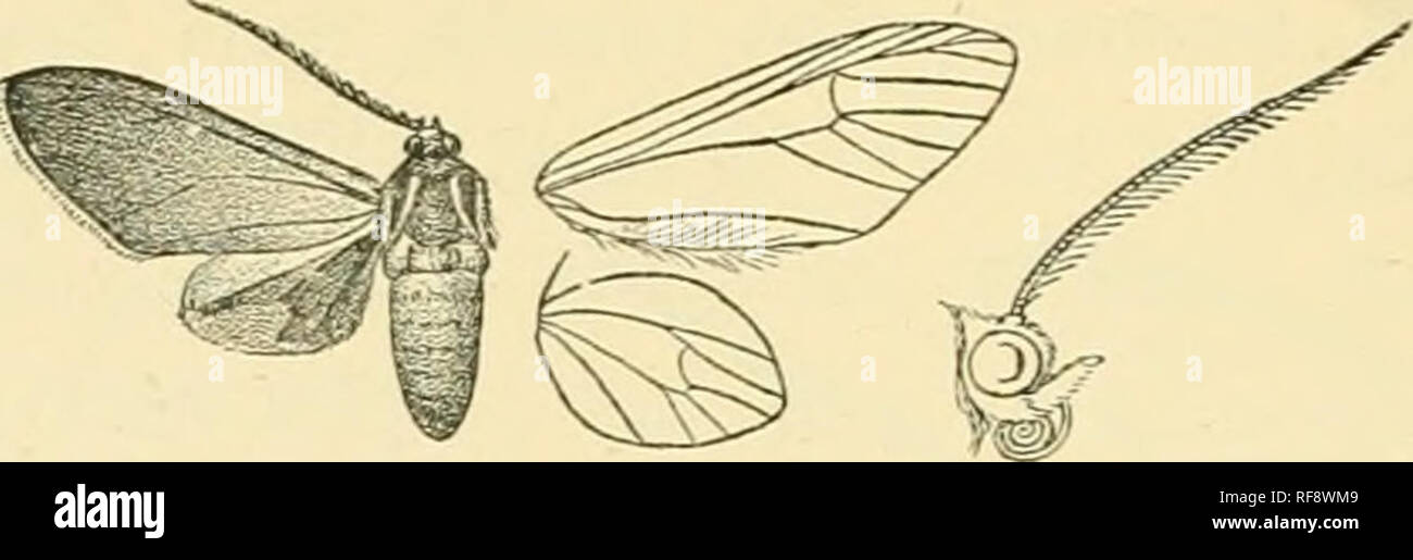 . Catalogue of Lepidoptera Phalaenae in the British Museum. Moths. 400 srxxoMiD.E. Hind wing black, the costal area grey: a triangular crimson. Fig. 202.—Antirhloris quadricolor, (^. . patch on middle of termiual area ; the cilia crimson except tott'ards tornus. Hah. J.iMAiCA (S)rainson), 5 6 , type. Exp. 36 millira. B. Anteunoe with tbe apical one-fourth sei&quot;i-ate. a. Head, thorax, and fore wing shot with green eriphia. h. Head, thorax, and fore wing shot witli purple scudderi. 887. Antichloris eriphia. Zygwna eriphia, Fabr. Gen. Ins. p. 270 (1770); Kirby, Cat. Het. p. 158. Sjihinx alec Stock Photo