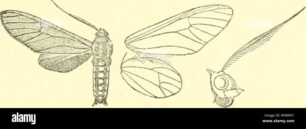 . Catalogue of Lepidoptera Phalaenae in the British Museum. Moths. EEIPHIOIDEP, CEUAMIBIA. 395 875. Eripliioides iistulata. Eriphiu ustulata, Feld. Keis. Nov. pi. 102. i'. 17 (1874) ; Kirby, Cat. Het. p. 159. S . Head, thorax, and abdomeu black ; antennre metallic blue- green ; head and thorax above almost entirely cupreous green ; shoulders with a crimson spot; abdomeu with dorsal series of large cupreous-green spots, the lateral and ventral surfaces cupreous. Fig. 199.—Erijifiioides ustulata, (S. {. green; lateral white spots on 2nd segment, and sublateral white fascige on first three segmen Stock Photo