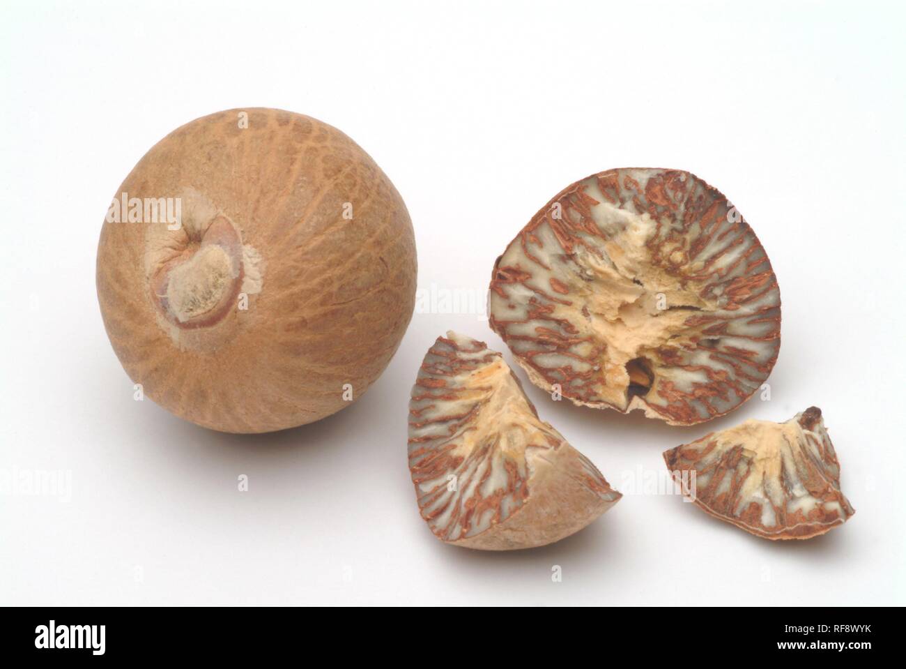 Betel Nuts, Pinang Nuts (Areca catechu), medicinal plant, spice Stock