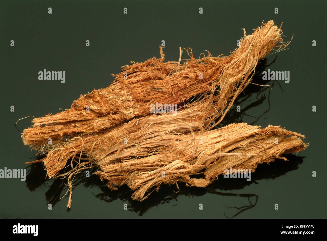 Queen Sago or Incha (Cycas circinalis, Cycas cireinnalis) bark, medicinal plant Stock Photo