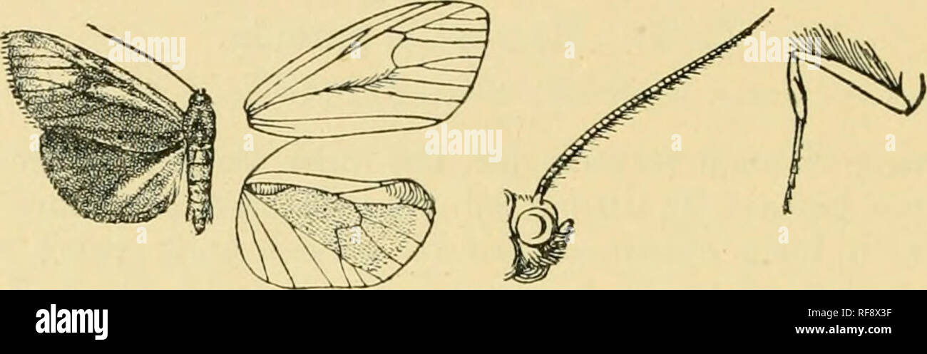 . Catalogue of the Lepidoptera Phalænæ in the British museum. Moths. 510 AKCTIAD.E. whiter from costa to vein 3. Hind wing whitish suffused with brown, the androconia in and beyond the cell rufous, the hair on apical area darker. Underside of fore wing whiter; hind wing with the costal half grey-brown, the inner half white.. Fig-. 115.—Macroptila monstralis, &lt;$. . $ . Head and thorax white tinged with brown; abdomen white; fore wing silvery white, the inner area to submedian fold suffused with brown ; hind wing white. Hab. Costa Rica, Sixola R. (ScJiatts), 1 6, Esperanza (ScJ/aus), 1 $ . E Stock Photo