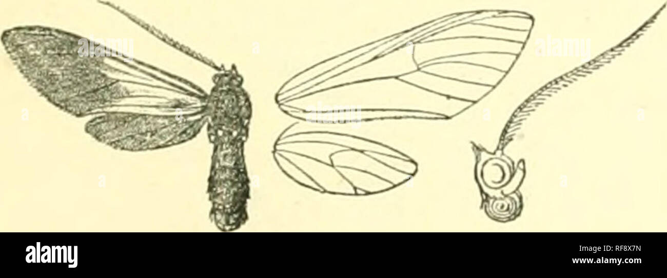 . Catalogue of Lepidoptera Phalaenae in the British Museum. Moths. CALONOTOS. 335 737. Calonotos tripunctata. (Plate XII. fig. 7.) Calomtos tripunctata, Druce, A. M. N. II. (7) i. p. 401 (1898). S. Black-brown ; frons with lateral white points; antennae white at tips : hind coxa3 with white spots; abdomen with broad dorsal and subdorsal silvery green stripes except on 1st and terminal segments, fine sublateral stripes, and white ventral stripe. Fore wing with silvery green stripe on subcostal nervure on antcmcdial area ; an elliptical white spot at base of vein 2; a round spot beyond discocell Stock Photo