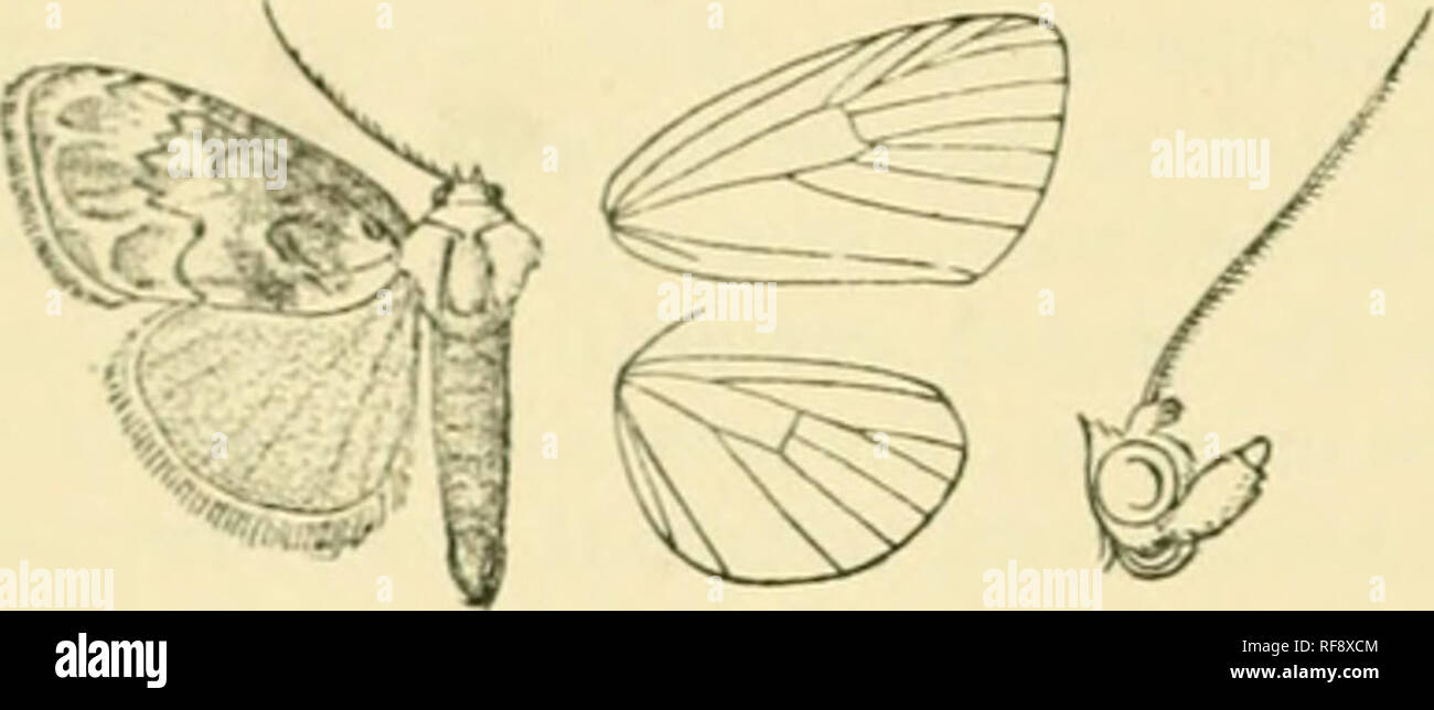 . Catalogue of Lepidoptera Phalaenae in the British Museum. Moths. 4 AIUXIAD.E. and anf,'kd inwards at vein 'J; the teruion white with rather irre- gular inner edge ; a teru)inal series of dark points. Jlind wing white, very slightly tinged with brown ; a slight discoidal point and terminal series. J/ab. California, Yosemite Valley. Exp. 20 millim. This species is unknown to me ; tigured from a drawing from type scut Ity I'rof. Dyar.. Fig. ^.— Baselia maiidschuriana, (^. 153. Rceselia mandschuriana. Erastria mnndschuriana, Obertli. Et. Eut. v. p. «3, pi. 2. f. 9 (1881); Kii-by, Cat. Het. p. 3 Stock Photo