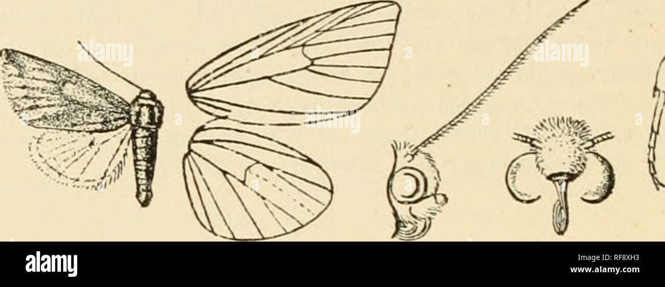 . Catalogue of Lepidoptera Phalaenae in the British Museum. Moths. 104 XOCTUII)^. Sect. II. Fore wing of male normal. A. Hind wing of male with veins 3, 4 stalked. ] 69. Timora dora. Masalia dora, Swinb. Trans. Ent, Soc. 1891. p. 147 ; Hnipsn. Moths Inch ii. p. 180. &lt;S. Head and thorax brownish ochreous; abdomen oehreous. Fore wing deep ochreous-yellow, thickly irrorated with long browm .scales ; the costal area tinged with pink ; an ill-defined yellowish spot in end of cell, with brownish suffusion round it: an oblique brown raark from apex and an indistinct curved subterminal series of br Stock Photo